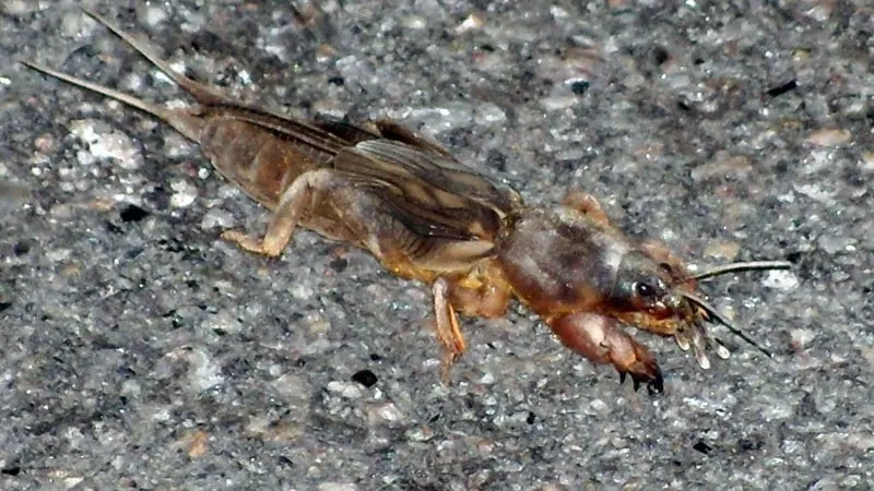 Mole cricket