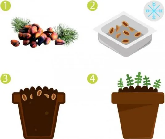 How to germinate pine nuts at home