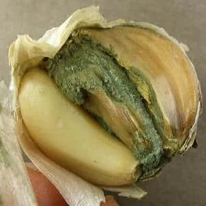 Treating garlic diseases and pests: effective methods and preventive measures