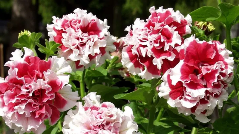 Description of double petunia varieties and growing tips