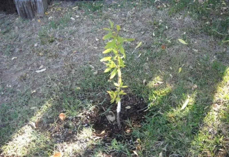 Guide to planting almonds in autumn for beginner gardeners