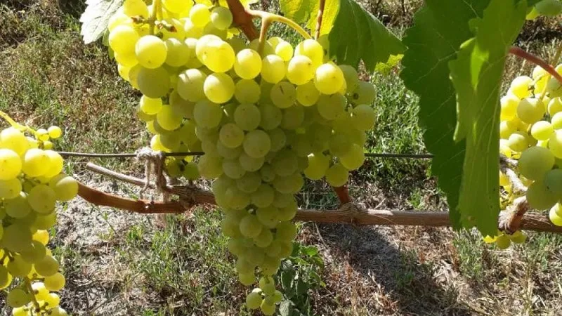 Table, technical, autochthonous Georgian grape varieties