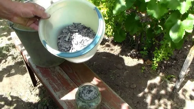 Essential summer grape feeding and application rules