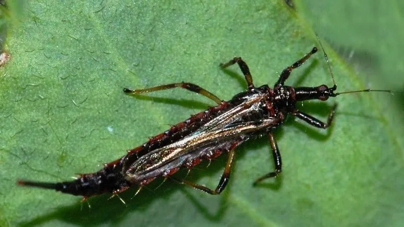 Wheat Thrips