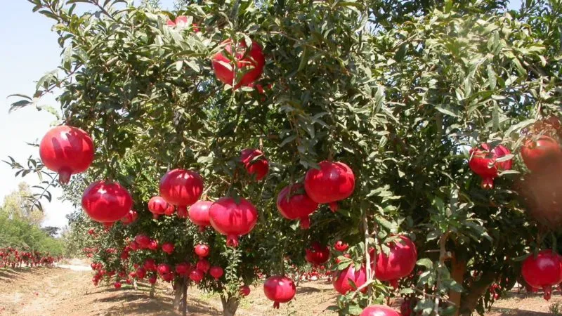 Where the best pomegranates grow