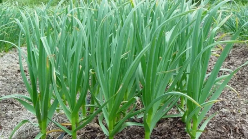 Follow crop rotation rules: what to plant after onions next year and what to avoid