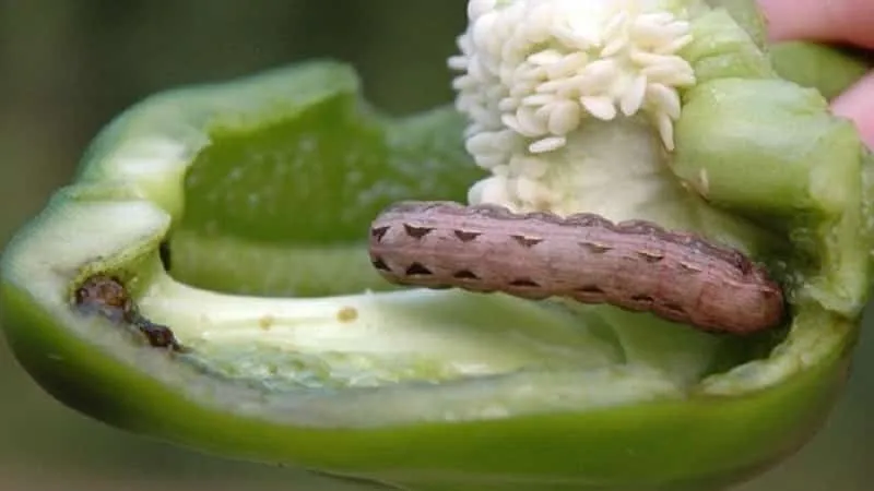 Caterpillars on peppers