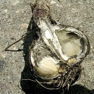Treating garlic diseases and pests: effective methods and preventive measures