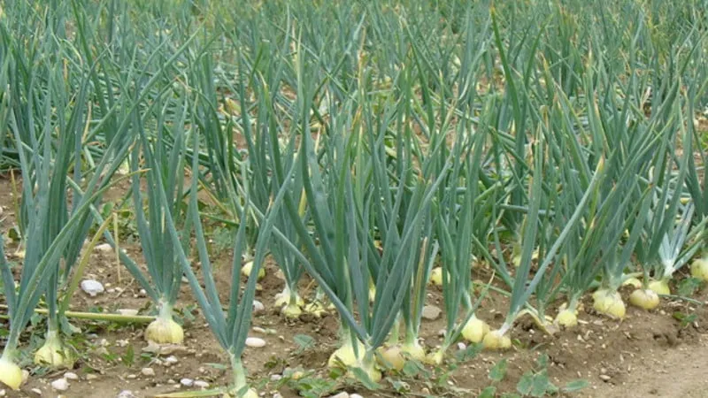 Follow crop rotation rules: what to plant after onions next year and what to avoid