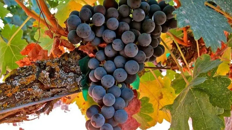 Can you eat grapes during pregnancy in the 1st, 2nd, and 3rd trimesters