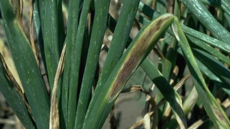 Downy mildew on onions