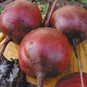 Table beet "Bordeaux": perfect color and taste for culinary use and long-term storage