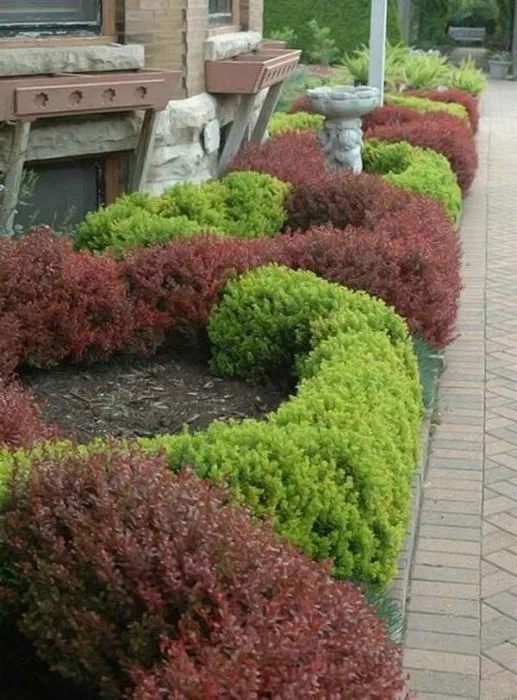 Correct use of barberry in landscape design for maximum aesthetics