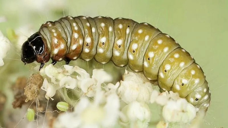 Diseases and pests affecting cauliflower and methods to combat them