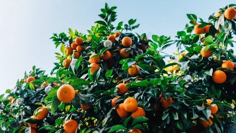 Reasons why tangerine leaves fall and methods to save the plant