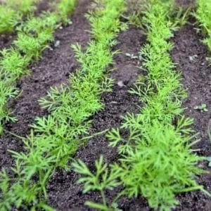 Benefits of planting dill in autumn