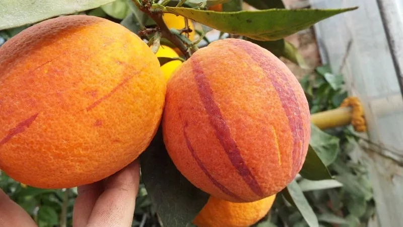 Blood orange 'Sanguinello'