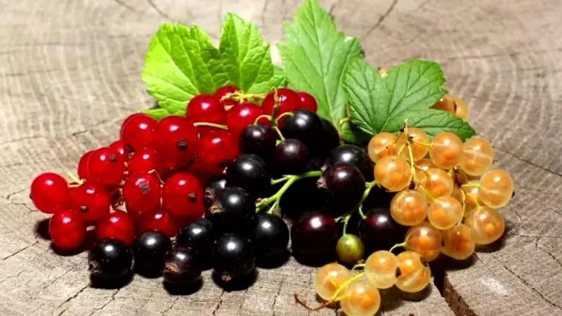 Why black currants are black