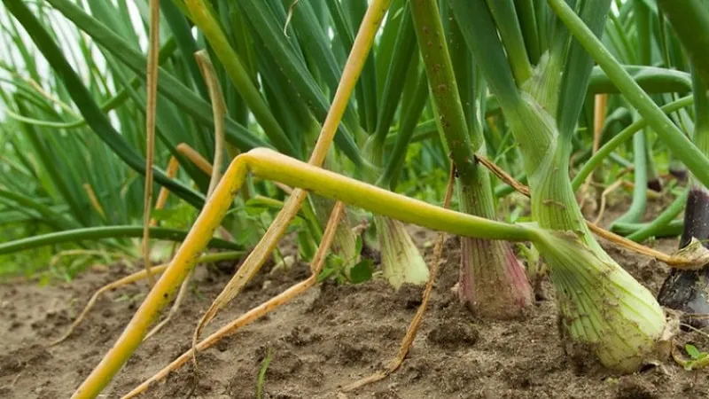 Healthy onion harvest