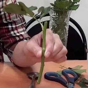 Beginner’s Guide: How to Root a Rose from a Bouquet at Home