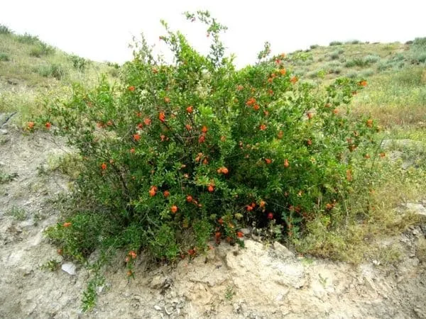 How wild pomegranates grow