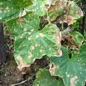 Causes and treatment of cucumber anthracnose: the most effective methods to protect your harvest