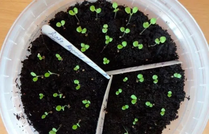 How to grow petunias from seeds at home: sowing seedlings, care, and transplanting into open ground