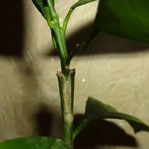 Cleft grafting a lemon tree
