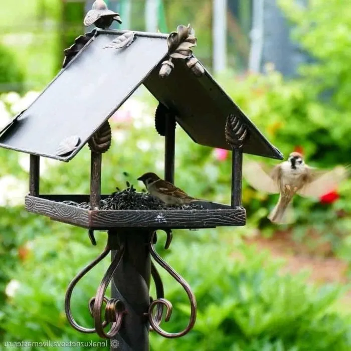 Save your harvest with the best methods: how to protect raspberries from birds