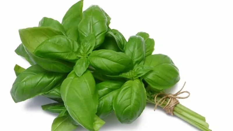 Green Basil - Benefits and Harm