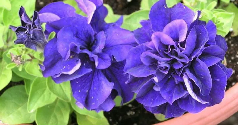 Description of double petunia varieties and growing tips