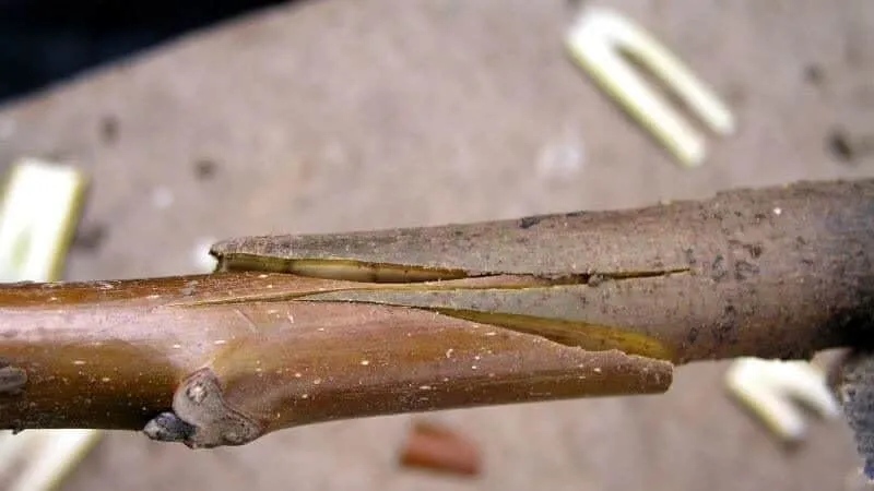 Beginner’s step-by-step guide: how to graft an apple tree in spring