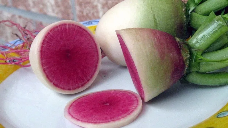 Unusual in appearance and pleasant in taste: the benefits and cultivation of watermelon radish
