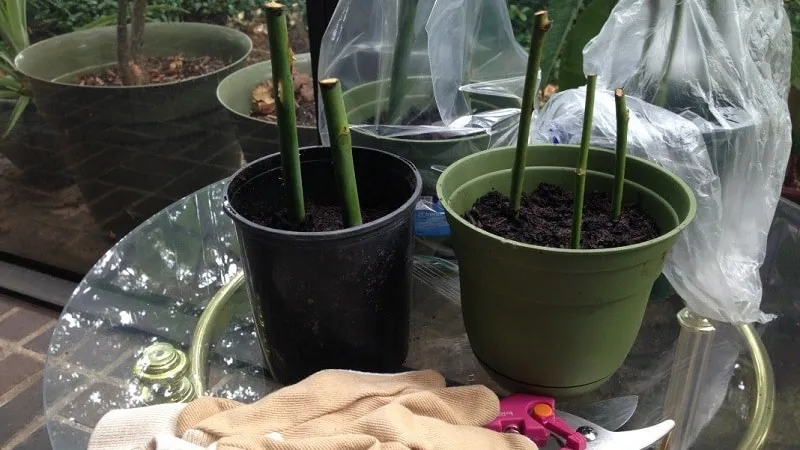 Beginner’s Guide: How to Root a Rose from a Bouquet at Home