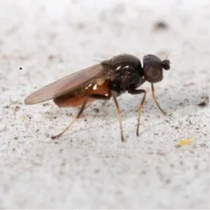 How to combat the most dangerous pests and diseases of corn