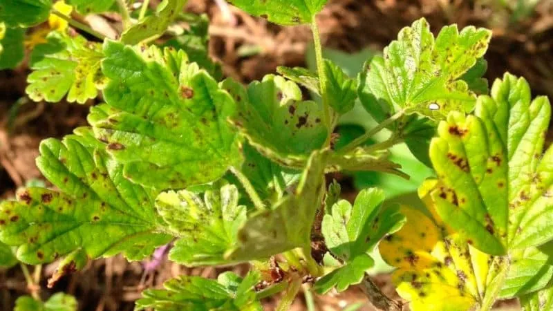 Why spots appear on gooseberry leaves