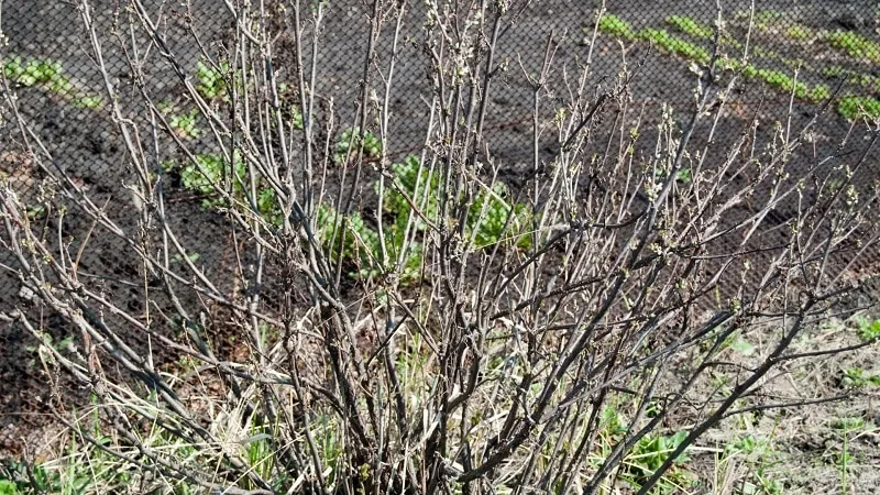Why currant bushes dry up and what to do to solve the problem