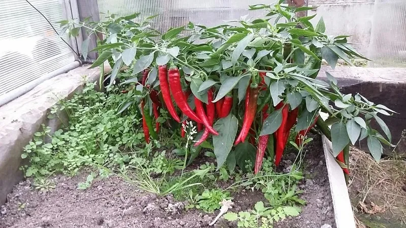 Selection of the best hot pepper varieties and tips for choosing them