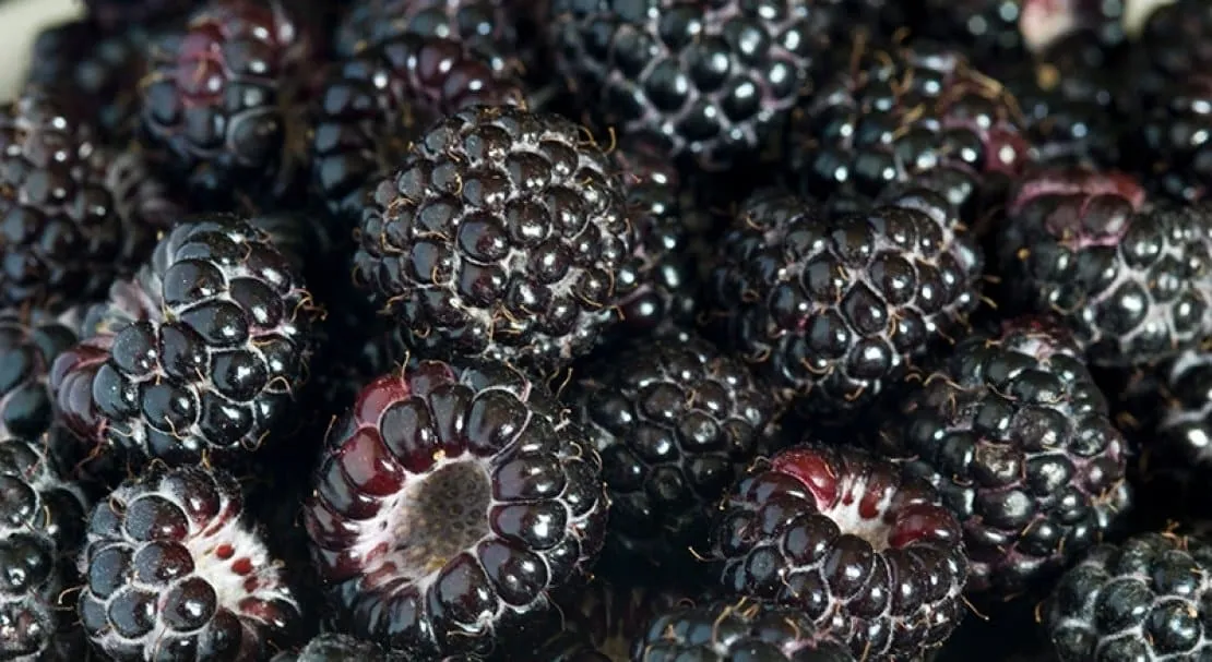 Characteristics and description of the best raspberry varieties