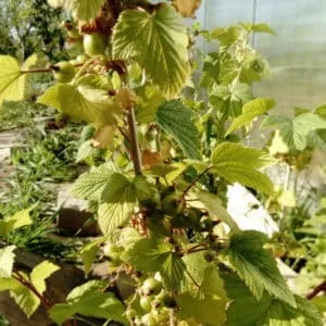 Currant leaves turning yellow in June: causes and solutions