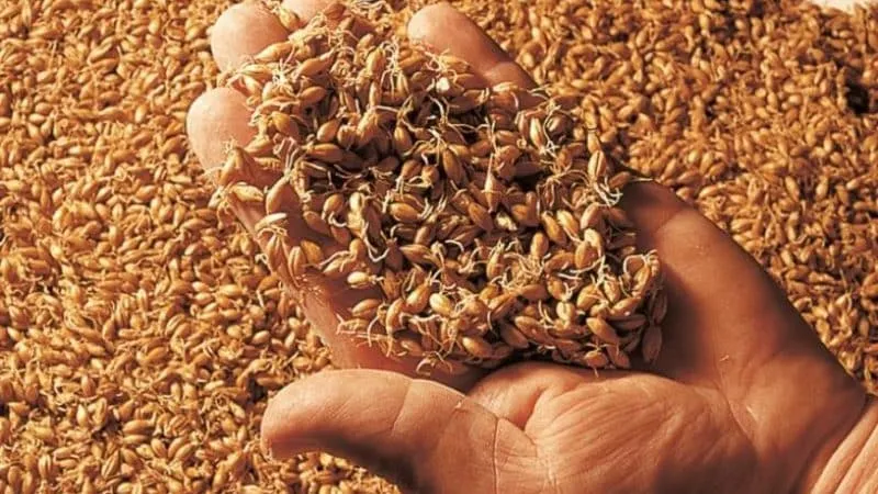 How to make barley malt at home