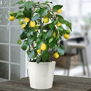 How to prepare a lemon tree for grafting