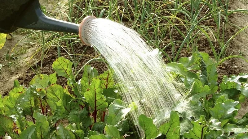 What to do when beet leaves turn yellow and the plant stops growing