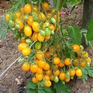 A tomato that looks like a lemon will leave no one indifferent: the "Wonder of the World" tomato and its cultivation method
