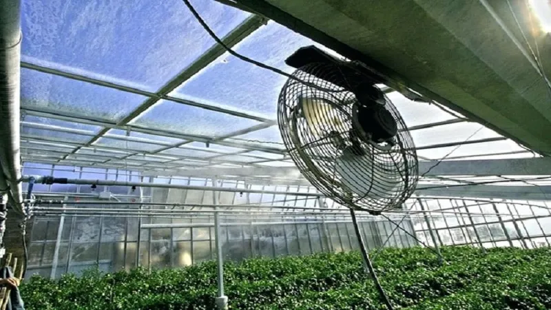 Understanding what to do if tomatoes burn in a greenhouse – how to save your harvest