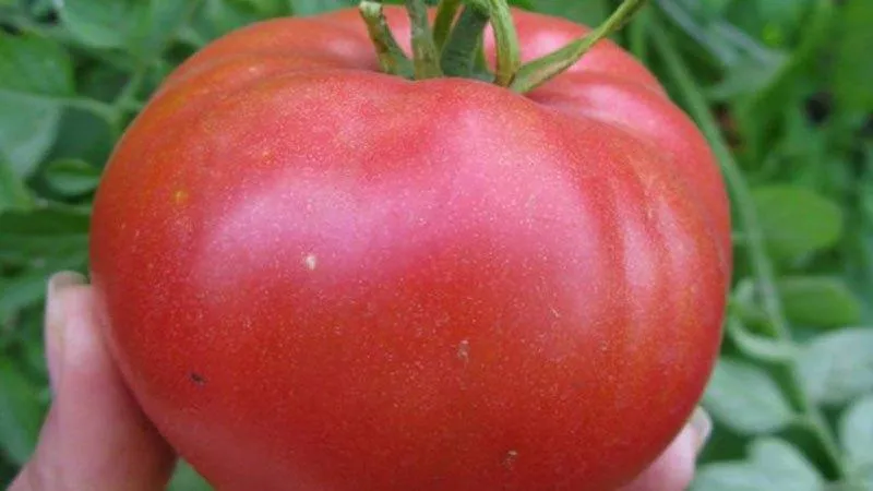 Most productive short-stem tomato varieties