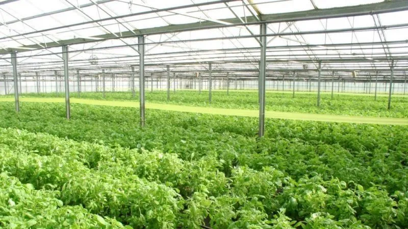 Fragrant Basilisk basil for marinades and fresh salads