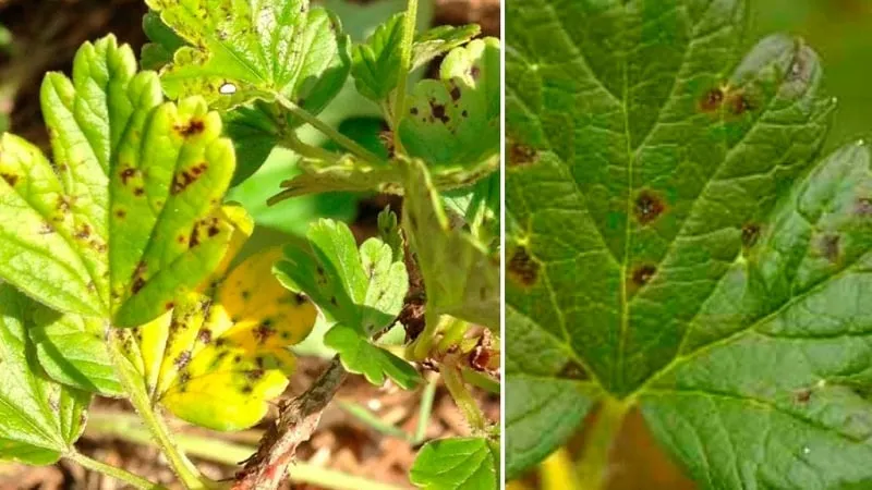 Why spots appear on gooseberry leaves
