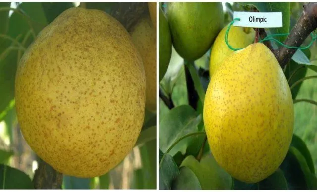 Composition and calorie content of Asian pears depending on variety, their health benefits