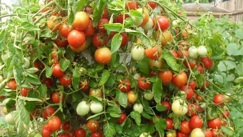Determinate vs. indeterminate tomato varieties: differences, advantages, and disadvantages